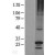 Western Blot: RGS17 Lysate [NBL1-15323] - Western Blot experiments. 
Left-Control; Right -Over-expression Lysate for RGS17